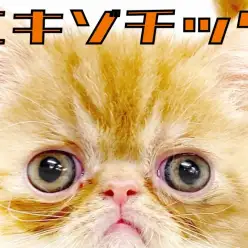 【 エキゾチック 】癖になる顔面と甘えん坊さんな性格は育てやすさピカイチ！！