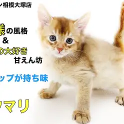 【 ソマリ 】ワイルドな見た目と懐っこい性格がギャップ！初めて遊ぶ猫じゃらし！