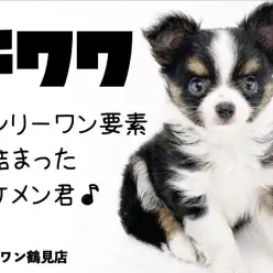 【 チワワ 】オンリーワン要素の詰まった小さめサイズのブラックタン&ホワイト!