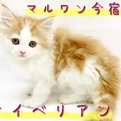 【 サイベリアン 】猫アレルギーになりにくい!?幸福を呼ぶハッピーにゃんこ!