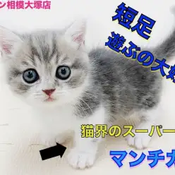 【 マンチカン 】短足のマスコット的キャラクター！猫じゃらしで遊ぶ姿をお届け！