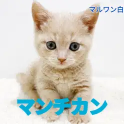 【 マンチカン 】可愛さ美しさ満点!クリームカラーのプリティーキャット!