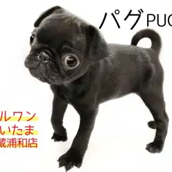 【 黒パグ 】ぶちゃかわだけじゃない!お家の中で遊べるパグちゃん!!
