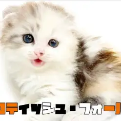 【 スコティッシュフォールド 】パステル・たれ耳・丸顔・2倍可愛いポイント紹介！