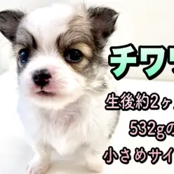 【 チワワ・ロングコート 】世界最小犬種の中でも小さめ!?美しい希少カラーチワワ!
