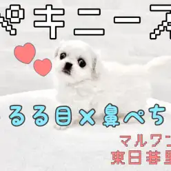 【 ペキニーズ 】純白天使降臨！うる×ぺちゃの魅力をご紹介！