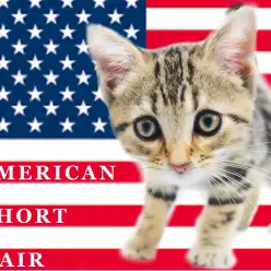【 アメリカンショートヘア 】両親がチャンピオン!猛烈な甘えん坊ブラウンタビー!