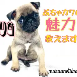 【 パグ 】しわくちゃがチャーミング!ぶちゃカワの魅力教えます！