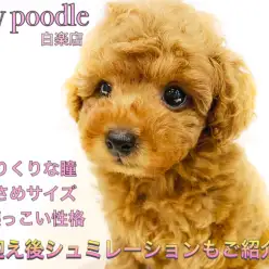 【 トイプードル 】至極の可愛さ!くりっくりのおめめがチャームポイントの癒し系!