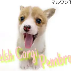 【 ウェルシュコーギーペンブローク 】むちむちボディの癒し系ワンコ！！