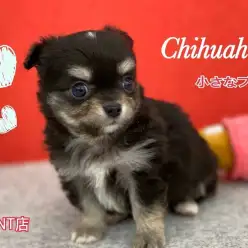 【 チワワ 】マズル短め！小さめボディの癒し系チワワ！