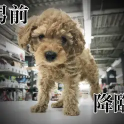 【 トイプードル 】ファミリーにおススメ! くりくりカールはダンディズムの予感!