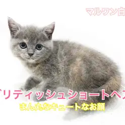 【 ブリティッシュショートヘア 】ずんぐりむっくり！まん丸顔がチャームポイント！