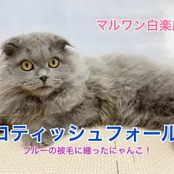 【 スコティッシュフォールド 】ブルーの被毛を纏った甘えん坊にゃんこ!