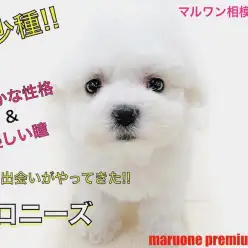 【 ボロニーズ 】レア犬種！穏やかで懐っこい性格とマスコット的要素満載の容姿