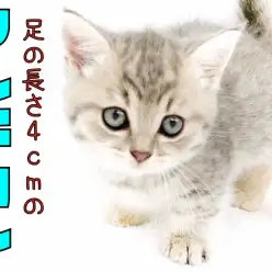 【 マンチカン 】足の長さ4センチ？！横浜でNO1短足マンチカン！