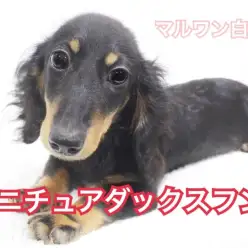 【 ミニチュアダックスフント 】！女の子らしさ溢れるブラックタンベイビー登場！