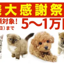 【 お客様大感謝祭開催！ 】期間限定！全頭対象5~1万円プライスダウン！