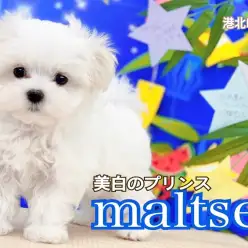 【 マルチーズ 】小さめボディ、クセになる触り心地の短足イケメンくん♡