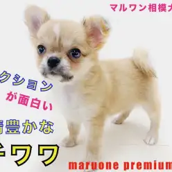 【 チワワ 】リアクションが面白い！思わず笑ってしまう表情の魅力に迫ります！