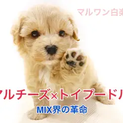 【 マルチーズ×トイプードル 】MIX界の革命！超人気のマルプーをご紹介！