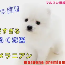 【 ポメラニアン 】真っ白＆小さめのシロクマ系ポメ！笑顔を振りまくアイドル犬！