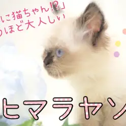 【 ヒマラヤン 】ねこちゃん初心者必見!飼いやすさ間違いなし!