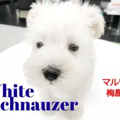 【 ミニチュア・シュナウザー 】幸せを運ぶ!純白のウエディングカラー!