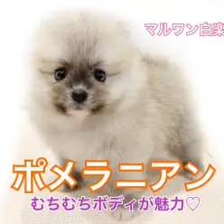 【 ポメラニアン 】超たぬき顔！むちむちのショートボディの持ち主♥