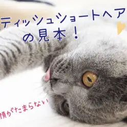 【 ブリティッシュショートヘア 】ICCグランドチャンピオン直子登場！