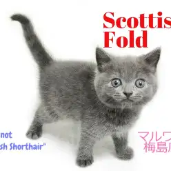 【 スコティッシュフォールド 】何度見てもブリティッシュに空目？まる顔女子！