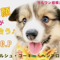 【 コーギー 】ムードメーカーには笑顔が似合う！表情の豊かさから目が離せない！