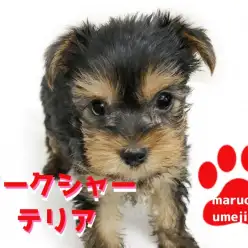 【 ヨークシャーテリア 】生後57日で550g!毎日のお散歩不要の女の子!