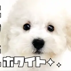 【 トイプードル 】全身真っ白！！毛量抜群の3頭身ボディが超可愛い！！