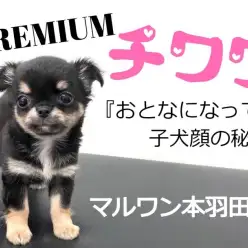 【 チワワ 】おとなになっても子犬顔！？大きな瞳のプレミアムチワワ登場！