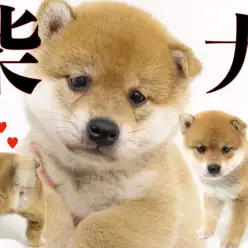 【 柴犬 】横浜NO.1の丸顔とヘタレな表情！魅力的なお尻から目が離せない！