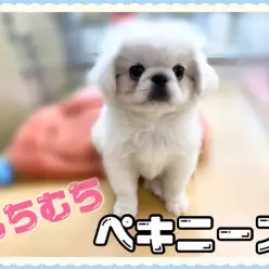 【 ペキニーズ 】人も犬も猫もみんな大好き！性格が良すぎるペキニーズの男の子