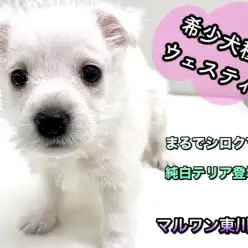 【 ウェストハイランドホワイトテリア 】白いテリアの希少犬種ウェスティ登場!