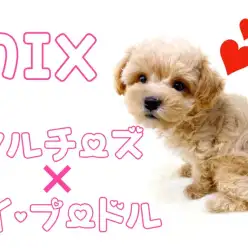【 MIX 】最重要チェック！マルチーズ×トイプードルのマルプー男の子登場！