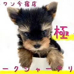 【 極小 ヨークシャーテリア 】生後50日で349g！ティーカップヨーキー降臨！