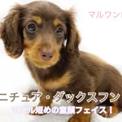 【 ミニチュア・ダックスフント 】マズル短め！垂れ目＆童顔チョコタンダックス！