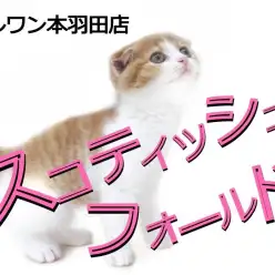 【 スコティッシュフォールド 】まる顔の白茶スコティッシュフォールド登場！