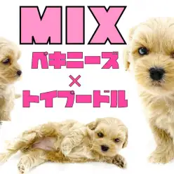 【 MIX 】ムッとした表情が癖になる！！珍しいハイブリッド！ペキプーちゃん！！