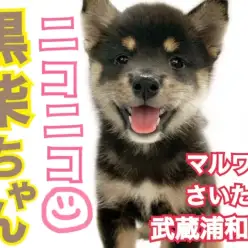 【 柴犬 】元気いっぱい！笑顔が魅力の黒柴ちゃん！！