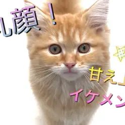 【 ラガマフィン 】超丸顔！！甘え上手なイケメンねこ！