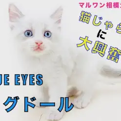 【 ラグドール 】美しさと愛らしさを兼ね揃えた容姿！猫じゃらしで噛み癖防止？