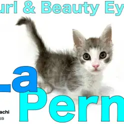 【 ラ・パーマ 】希少種！カールした被毛と圧倒的目力の個性派フレンドリーキャット♪