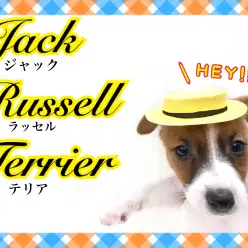 【 ジャックラッセルテリア 】元気犬種といえばこの子！ホワイト＆タンの美男子！