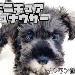 【 Mシュナウザー 】チャームポイントの口髭と眉毛の賢いシュナちゃん！！