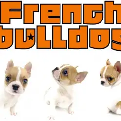 【 フレンチブルドッグ 】ぺちゃ系イケメン！世界に1頭だけのオンリーワン模様！